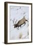 Rocky Mountain Bull Elk, Winter-Ken Archer-Framed Photographic Print