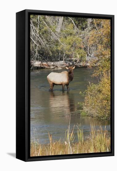 Rocky Mountain Bull Elk-Ken Archer-Framed Stretched Canvas