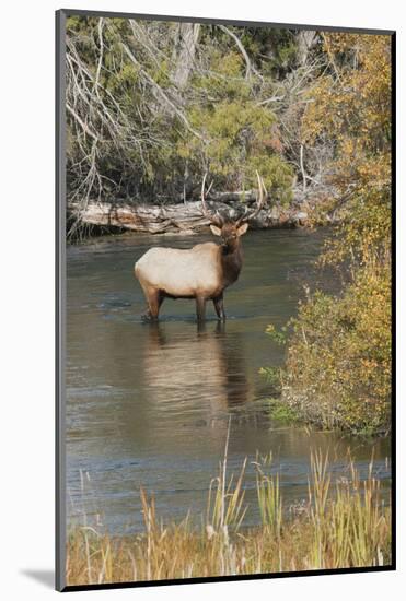 Rocky Mountain Bull Elk-Ken Archer-Mounted Photographic Print