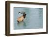 Rocky Mountain Bull Elk-Ken Archer-Framed Photographic Print