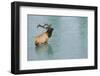 Rocky Mountain Bull Elk-Ken Archer-Framed Photographic Print