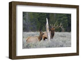 Rocky Mountain Bull Elk-Ken Archer-Framed Photographic Print