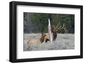 Rocky Mountain Bull Elk-Ken Archer-Framed Photographic Print