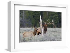 Rocky Mountain Bull Elk-Ken Archer-Framed Photographic Print