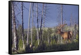 Rocky Mountain Bull Elk-Ken Archer-Framed Stretched Canvas