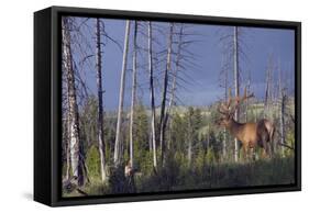 Rocky Mountain Bull Elk-Ken Archer-Framed Stretched Canvas