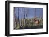 Rocky Mountain Bull Elk-Ken Archer-Framed Photographic Print