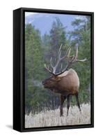 Rocky Mountain Bull Elk-Ken Archer-Framed Stretched Canvas