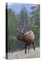 Rocky Mountain Bull Elk-Ken Archer-Stretched Canvas