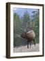 Rocky Mountain Bull Elk-Ken Archer-Framed Photographic Print