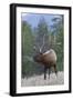 Rocky Mountain Bull Elk-Ken Archer-Framed Photographic Print