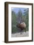 Rocky Mountain Bull Elk-Ken Archer-Framed Photographic Print