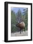 Rocky Mountain Bull Elk-Ken Archer-Framed Photographic Print