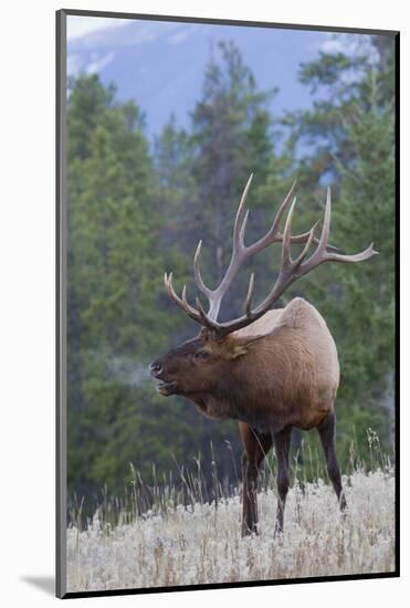 Rocky Mountain Bull Elk-Ken Archer-Mounted Photographic Print