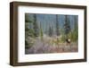 Rocky Mountain Bull Elk-Ken Archer-Framed Photographic Print