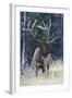 Rocky Mountain Bull Elk-Ken Archer-Framed Photographic Print