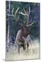 Rocky Mountain Bull Elk-Ken Archer-Mounted Photographic Print