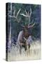 Rocky Mountain Bull Elk-Ken Archer-Stretched Canvas