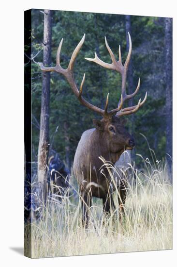 Rocky Mountain Bull Elk-Ken Archer-Stretched Canvas