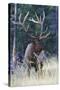 Rocky Mountain Bull Elk-Ken Archer-Stretched Canvas
