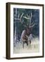 Rocky Mountain Bull Elk-Ken Archer-Framed Photographic Print