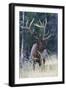 Rocky Mountain Bull Elk-Ken Archer-Framed Photographic Print