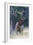 Rocky Mountain Bull Elk-Ken Archer-Framed Photographic Print