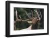 Rocky Mountain Bull Elk-Ken Archer-Framed Photographic Print