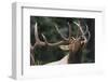 Rocky Mountain Bull Elk-Ken Archer-Framed Photographic Print