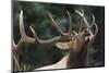 Rocky Mountain Bull Elk-Ken Archer-Mounted Photographic Print