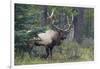 Rocky Mountain Bull Elk-Ken Archer-Framed Photographic Print