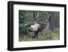 Rocky Mountain Bull Elk-Ken Archer-Framed Photographic Print