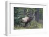 Rocky Mountain Bull Elk-Ken Archer-Framed Photographic Print