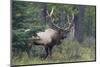 Rocky Mountain Bull Elk-Ken Archer-Mounted Photographic Print