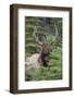 Rocky Mountain Bull Elk-Ken Archer-Framed Photographic Print