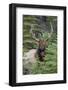 Rocky Mountain Bull Elk-Ken Archer-Framed Photographic Print