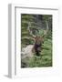 Rocky Mountain Bull Elk-Ken Archer-Framed Photographic Print