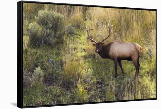 Rocky Mountain Bull Elk-Ken Archer-Framed Stretched Canvas