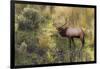 Rocky Mountain Bull Elk-Ken Archer-Framed Photographic Print