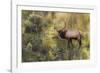 Rocky Mountain Bull Elk-Ken Archer-Framed Photographic Print