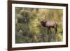 Rocky Mountain Bull Elk-Ken Archer-Framed Photographic Print