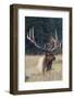 Rocky Mountain Bull Elk-Ken Archer-Framed Photographic Print