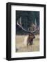 Rocky Mountain Bull Elk-Ken Archer-Framed Photographic Print