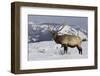 Rocky Mountain Bull Elk-Ken Archer-Framed Photographic Print