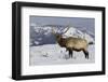 Rocky Mountain Bull Elk-Ken Archer-Framed Photographic Print