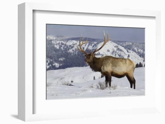 Rocky Mountain Bull Elk-Ken Archer-Framed Photographic Print