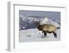 Rocky Mountain Bull Elk-Ken Archer-Framed Photographic Print