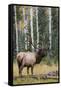 Rocky Mountain Bull Elk-Ken Archer-Framed Stretched Canvas