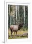 Rocky Mountain Bull Elk-Ken Archer-Framed Premium Photographic Print