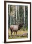 Rocky Mountain Bull Elk-Ken Archer-Framed Premium Photographic Print
